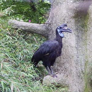 Abyssinian ground hornbill 150522