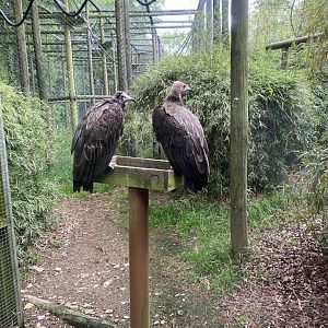 Hooded vultures 150522