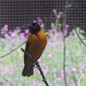 Weaver sp.- ID please? 150522