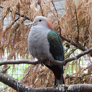 Chestnut-naped imperial pigeon 150522