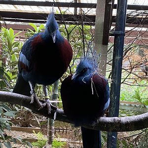 Victoria crowned-pigeons 150522