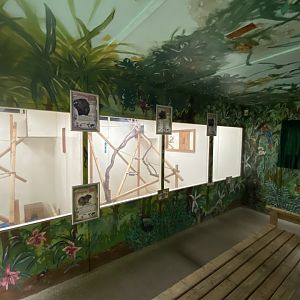 Callitrichids House 150522