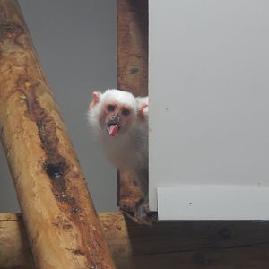 Callitrichids House - Silvery marmoset 150522