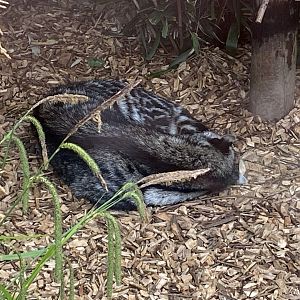 African civet 150522