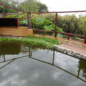 European pond turtle and Pied avocet enclosure 150522