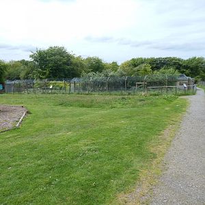 Eurasian wolverine enclosure 150522