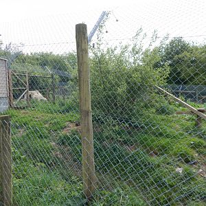 Eurasian wolverine enclosure 150522