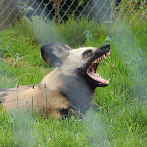 African wild dog 150522