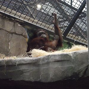 Bornean Orangutan - Zooparc de Beauval - 11/2021