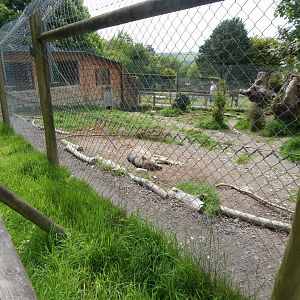 Eurasian wolf enclosure 150522