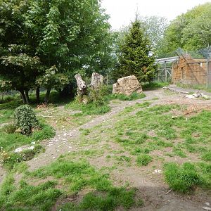 Eurasian wolf enclosure 150522