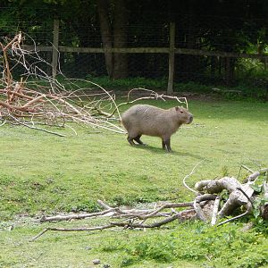 Capybara 150522