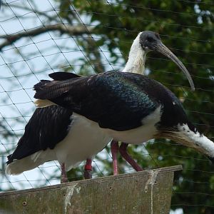 Straw-necked ibises 150522