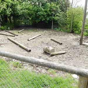 Red river hog enclosure 150522