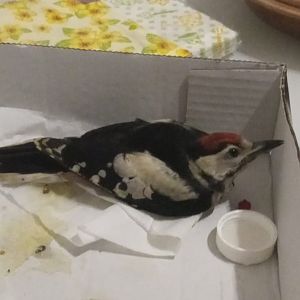 Middle spotted woodpecker