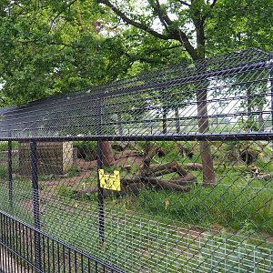 Side-striped jackal exhibit, 2022-05-17