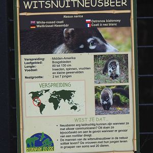 Example of signage - White-nosed coati, 2022-05-17