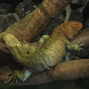 Caiman lizard (Dracaena guianensis), 2022-05-17