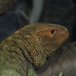 Caiman lizard (Dracaena guianensis), 2022-05-17