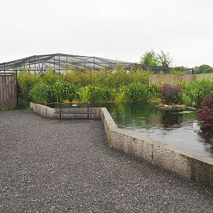 Koi, Sturgeon and Wels catfish pond and Access to new wetland aviary, 2022-05-17
