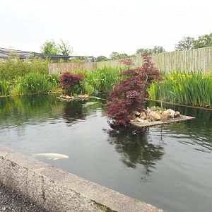 Koi, Sturgeon and Wels catfish pond, 2022-05-17