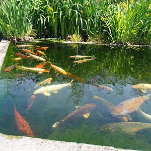 Koi (Cyprinus rubrofuscus), 2022-05-17