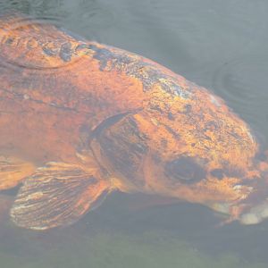 Koi (Cyprinus rubrofuscus), 2022-05-17