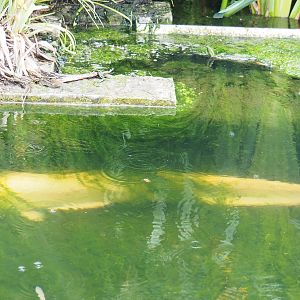 White Wels catfish (Silurus glanis), 2022-05-17