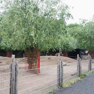 Eastern grey kangaroo and Parma wallaby paddock, 2022-05-17