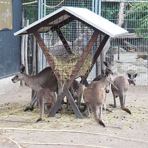 Eastern grey kangaroos (Macropus giganteus) at feeding rack, 2022-05-17