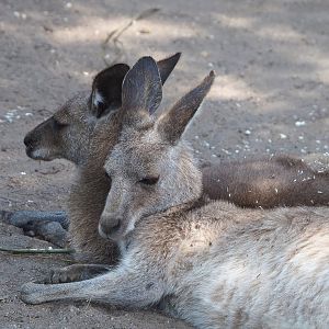 Eastern grey kangaroos (Macropus giganteus), 2022-05-17