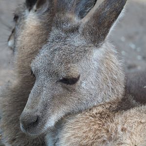 Eastern grey kangaroo (Macropus giganteus), 2022-05-17
