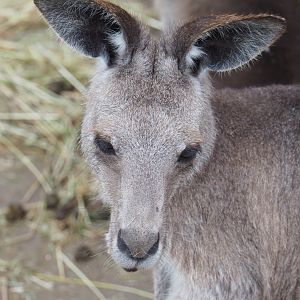 Eastern grey kangaroo (Macropus giganteus), 2022-05-17