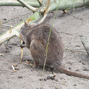 Parma wallaby (Notamacropus parma), 2022-05-17