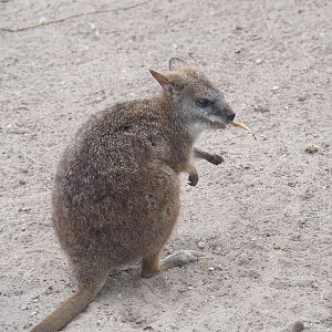 Parma wallaby (Notamacropus parma), 2022-05-17