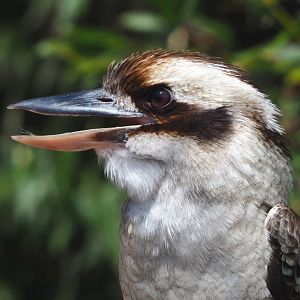 Laughing Kookaburra (Dacelo novaeguineae), 2022-05-17