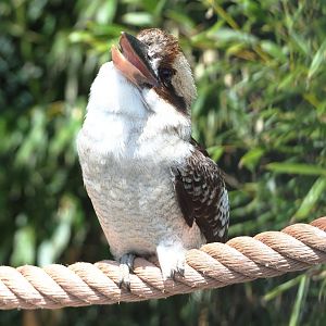 Laughing Kookaburra (Dacelo novaeguineae), 2022-05-17