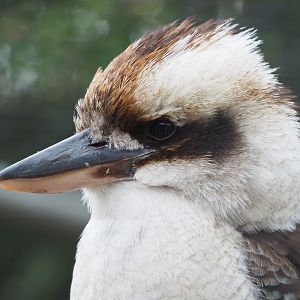 Laughing Kookaburra (Dacelo novaeguineae), 2022-05-17