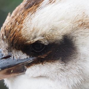 Laughing Kookaburra (Dacelo novaeguineae), 2022-05-17