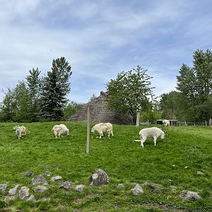 5 Rocky Mountain Goats