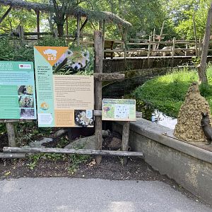 Dwarf mongoose enclosure with temporary red panda