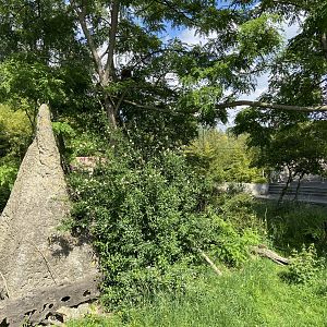 Dwarf mongoose enclosure with temporary red panda