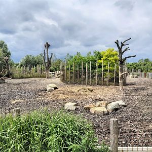 Male Indian rhino(ceros) enclosure