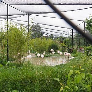 New wetland aviary, 2022-05-17