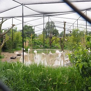 New wetland aviary, 2022-05-17