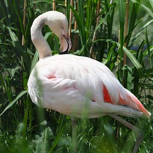 Greater flamingo (Phoenicopterus roseus), 2022-05-17