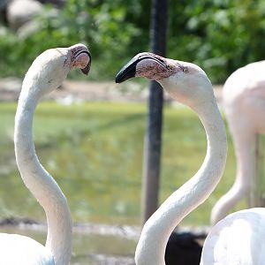 Greater flamingos (Phoenicopterus roseus), 2022-05-17