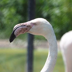 Greater flamingo (Phoenicopterus roseus), 2022-05-17