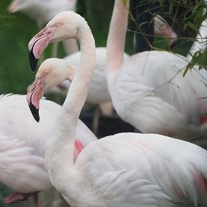 Greater flamingos (Phoenicopterus roseus), 2022-05-17