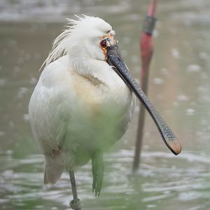 Eurasian spoonbill (Platalea leucorodia), 2022-05-17